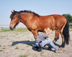 shiatsu_équin_carrousel_3