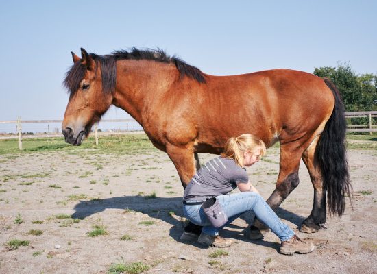 shiatsu_équin_carrousel_3