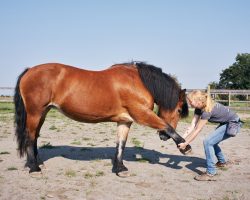 shiatsu_équin_carrousel_1