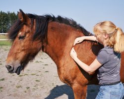 shiatsu_équin_carrousel_2