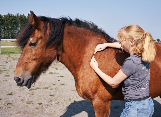 shiatsu_équin_carrousel_2