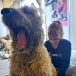 Shiatsu canin