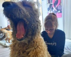 Shiatsu canin